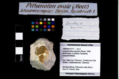 Foto (Objekt + Etikett) von Longodromites angustus (Reuss, 1858)  (NHMW-GEO-1990-0041-3177)